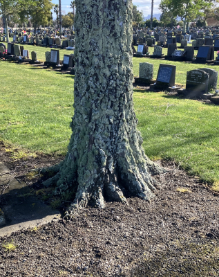 Picture of TARUHERU cemetery, block 26, plot 249.