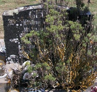 Picture of TARUHERU cemetery, block 38, plot 361.